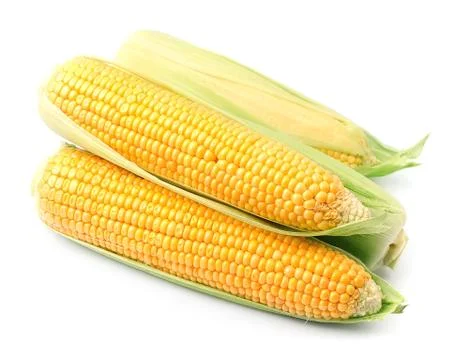 Fresh corn ear Stock Photos