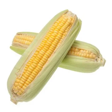 Fresh corn ears isolated Stock Photos
