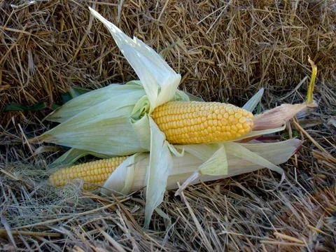 Fresh corn ears with leaves. Two big ripe mature yellow cob. Stock Photos