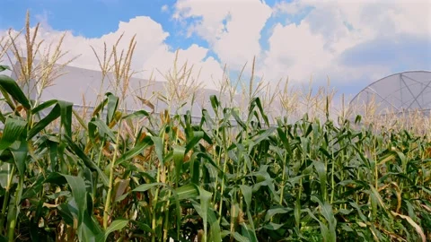 Fresh corn ears in lush field Stock Footage 249151742