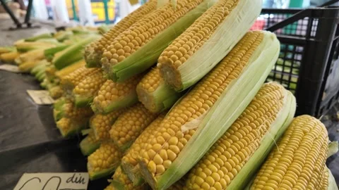 Fresh Corn Ears at Market Stock Footage 285958472