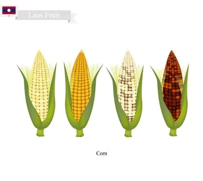 Fresh Corn, A Famous Fruit in Laos Stock Illustration