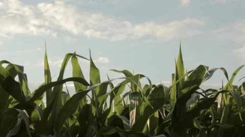 Fresh corn field  Video stock 7747937