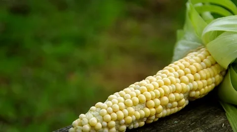 Fresh corn Stock-Footage 41920590