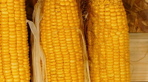 Fresh corn Stock Footage