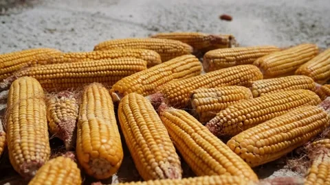Fresh corn Stock Footage 236986698