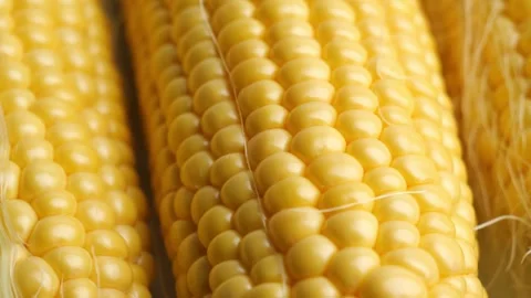 Fresh corn Stock Footage 252984657