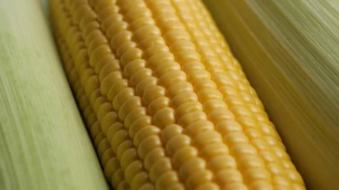 Fresh corn Stock Footage 252984884