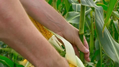 Fresh corn in the garden breaks down for a delicious lunch. A golden cob of corn Stock Footage 170170267