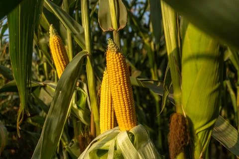 Fresh Corn Grows on Stalks in a Field on a Sunny Day During the Summer Harv.. Stock Photos