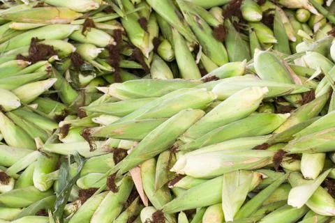 Fresh corn with husk Stock Photos