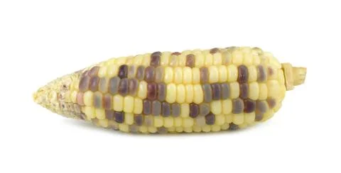 Fresh corn isolated on white background Stock Photos