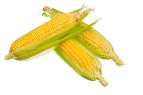 Fresh corn isolated on white background. Stock Photos