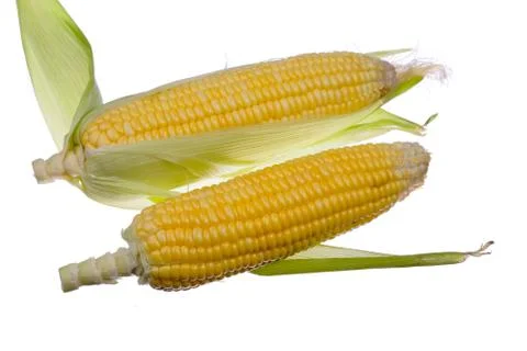 Fresh corn isolated on white background. Stock Photos