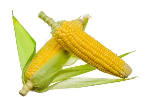 Fresh corn isolated on white background. Stock Photos