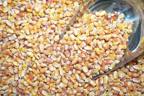 Fresh Corn Kernels: High-Quality, Bulk Maize Grains for Feed, Snacks &amp; Flour. Stock Photos