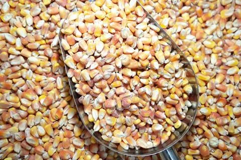 Fresh Corn Kernels Stock Photos