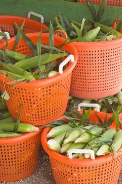 Fresh corn Stock Photos