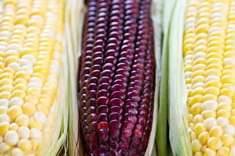 Fresh Corn Stock Photos