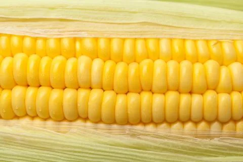 Fresh corn Foto stock