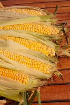 Fresh corn Stock Photos