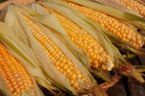 Fresh corn Stock Photos