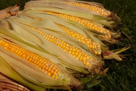 Fresh corn Stock Photos