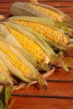 Fresh corn Stock Photos