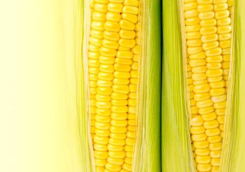 Fresh corn Stock Photos