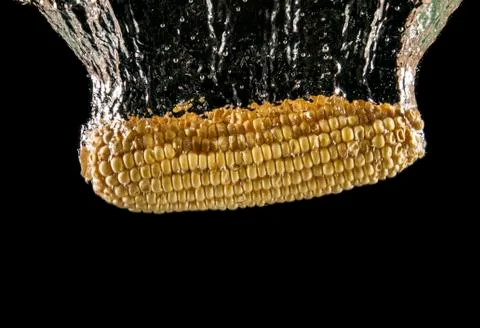 Fresh corn Stock Photos