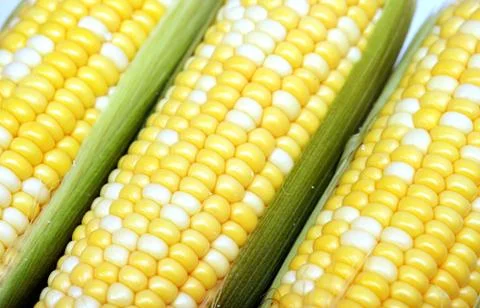 Fresh corn Stock Photos