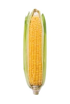 Fresh corn Foto stock