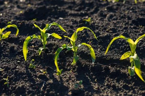 Fresh corn plants are sprouting from rich soil, basking in sunlight, showca.. 库存照片
