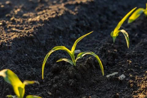 Fresh corn plants break through the soil, reaching for sunlight in a lively.. Stockfoto's