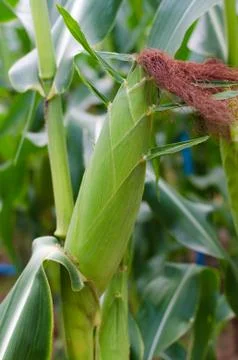 Fresh corn plants Stock Photos
