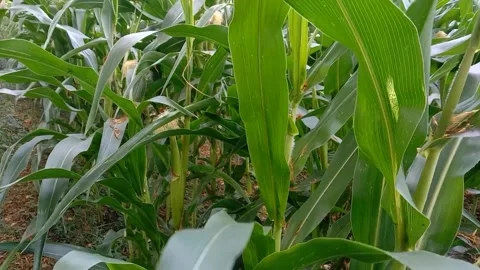 Fresh corn plants with reddish brown corn silk Stock Footage 317294163