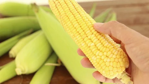 Fresh corn. Preparing corn for hominy. Festa Junina. Stock Footage 129604188