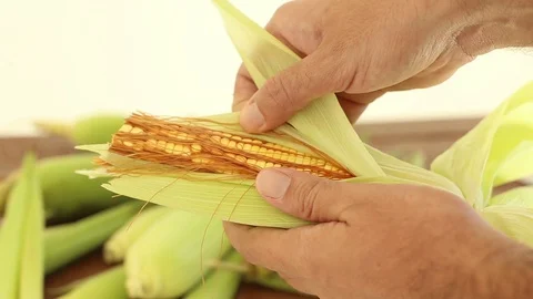 Fresh corn. Preparing corn for hominy. Festa Junina. Stock Footage 129604194