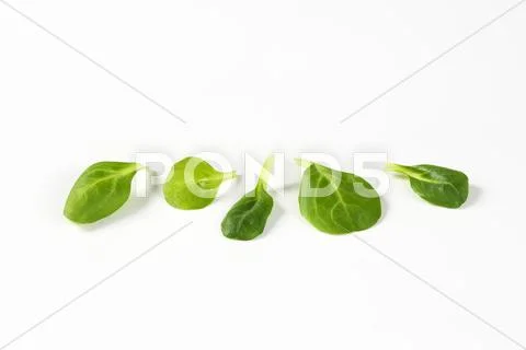 Fresh corn salad leaves Stock Photos