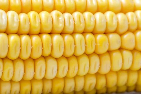 Fresh Corn. Small Depth Of Field. Macro. Stock Photos