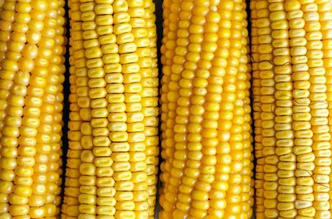 Fresh Corn. Small Depth Of Field. Macro. Stock Photos