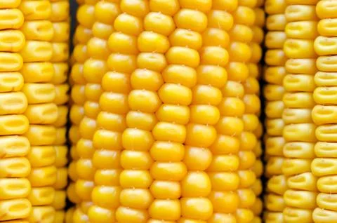 Fresh Corn. Small Depth Of Field. Macro. Stock Photos
