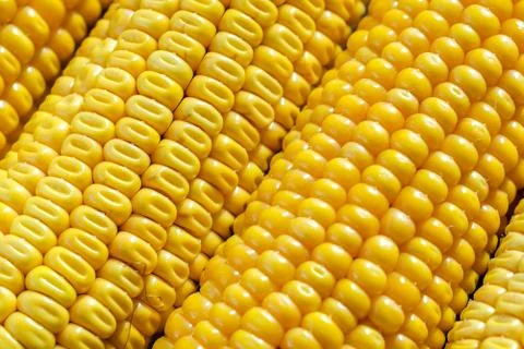 Fresh Corn. Small Depth Of Field. Macro. Stock Photos