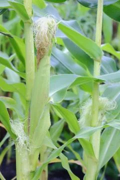 Fresh Corn on the Stalk Fotos de archivo
