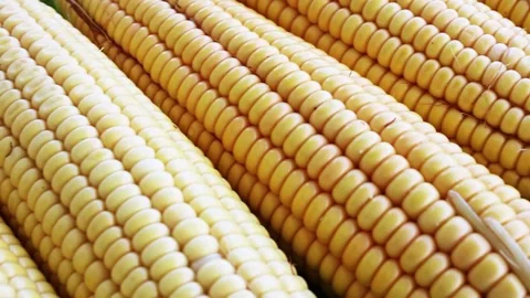 Fresh corn vegetable on the cob Stock Footage 142163450