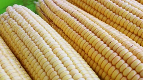 Fresh corn vegetable Stock Footage 136101306