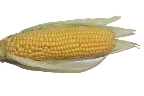Fresh Corn in white background Fotos Stock