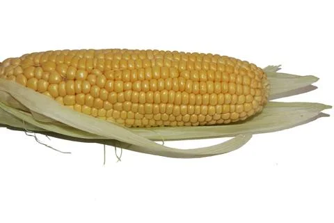 Fresh Corn in white background Stock Photos