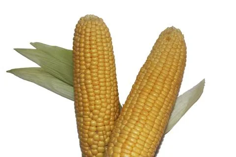 Fresh Corn in white background Stock-Fotos