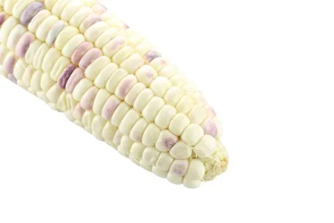 Fresh corn on white. Stock Photos